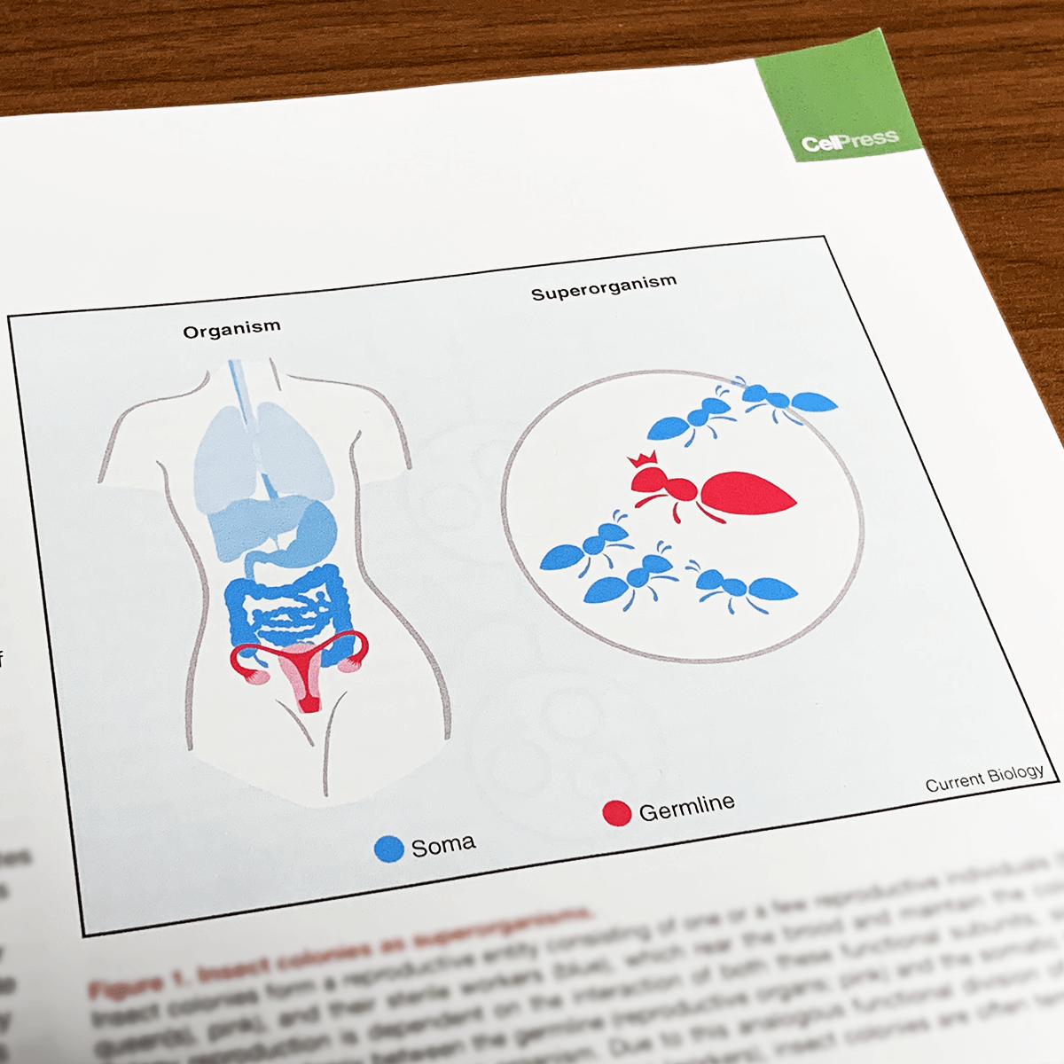 Illustrationen in einem wissenschaftlichen Fachjournal von ppm visuals & internet